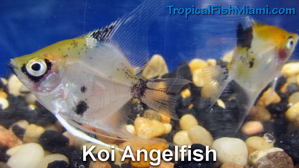 Our Angelfish | Neighborhood Fish Farm, Miami, Florida