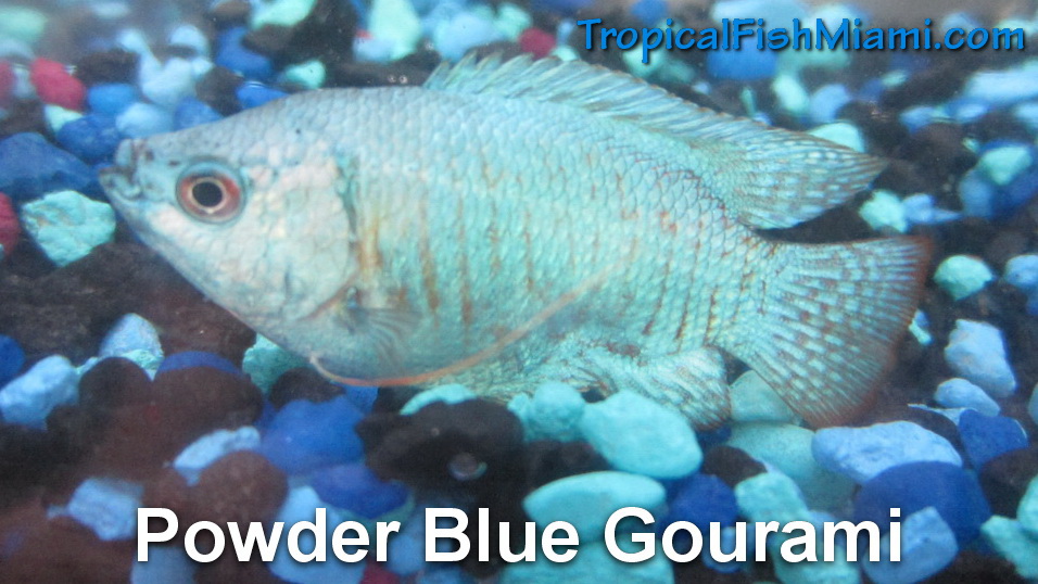 Our Gourami | Neighborhood Fish Farm, Miami, Florida